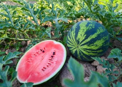 现在吃瓜吧,吃瓜吧带你领略明星幕后故事