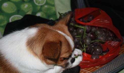 狗狗seven吃哈密瓜,狗狗Seven的哈密瓜美食之旅