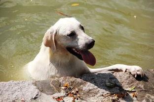 狗狗seven吃哈密瓜,狗狗Seven的哈密瓜美食之旅