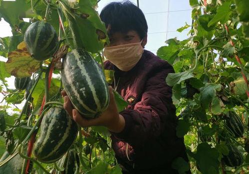 梦到自己摘瓜摘坏瓜吃,摘瓜之旅中的喜与忧