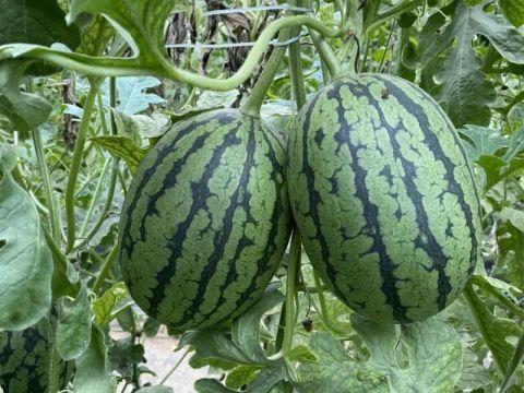 怎么介绍吃瓜公司,如何成为行业焦点