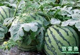 怎么介绍吃瓜公司,如何成为行业焦点