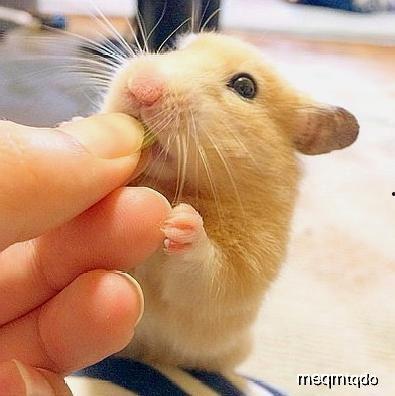 仓鼠可以吃瓜叶吗,瓜叶是否适宜作为仓鼠食物