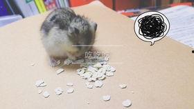 仓鼠可以吃瓜叶吗,瓜叶是否适宜作为仓鼠食物