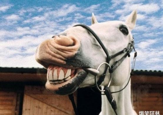 瓜吃瓜马光复,揭秘网络热梗背后的故事与影响