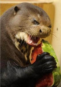 吃瓜狐狸照片,揭秘网红萌宠的日常趣事