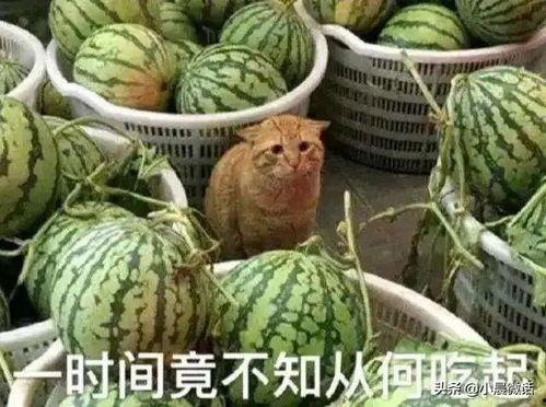 访客吃瓜,揭秘娱乐圈幕后故事
