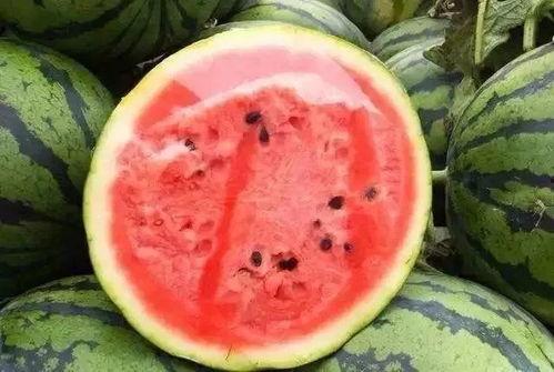 米瓜可以吃吗,探究其可食用性及美味潜力