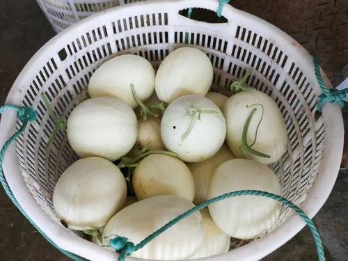 玉瓜可以烤着吃吗