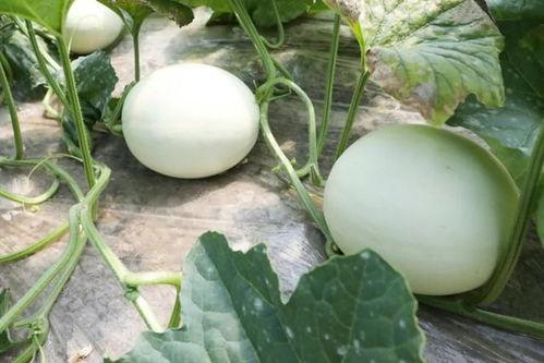 玉瓜可以烤着吃吗