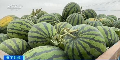 菲律宾吃瓜详情