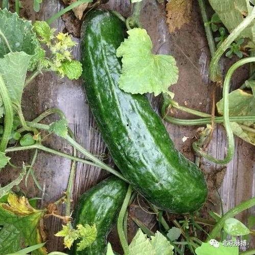 梢瓜咋吃啊,梢瓜的多样食用方法探秘