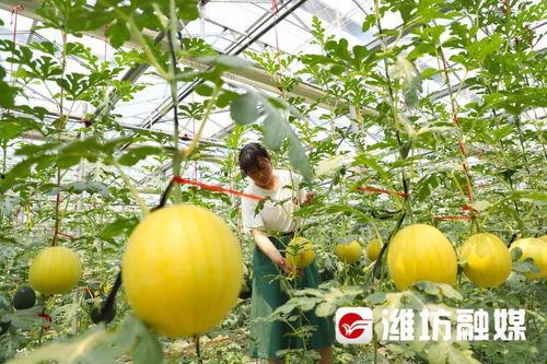 潍坊员工吃瓜事件,企业回应引发社会关注