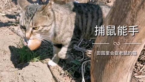 狸花猫吃瓜,一场与甜蜜瓜果的邂逅