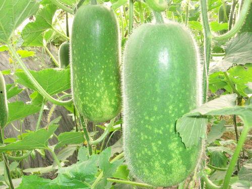 六八八吃瓜多大,探寻网络热词背后的文化现象