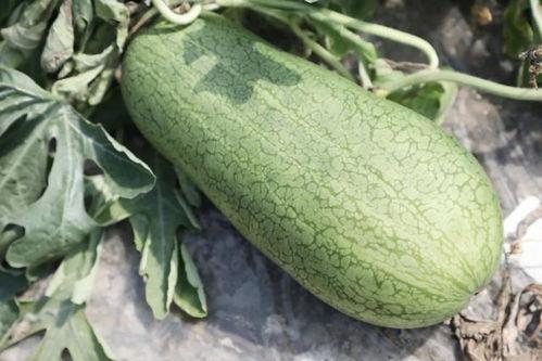 吃瓜的蜜瓜,揭秘“吃瓜”背后的甜蜜诱惑