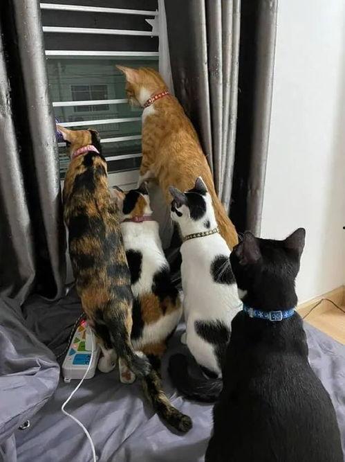猫围围观吃瓜,吃瓜群众们的欢乐时光