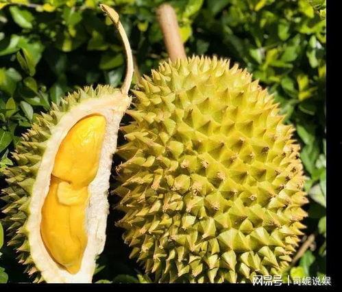 吃瓜的榴莲,揭秘榴莲的独特魅力