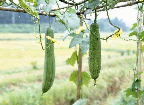 陈少滕吃瓜,揭秘娱乐圈幕后真相