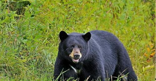 鼻涕熊吃瓜,鼻涕熊的瓜田奇遇记