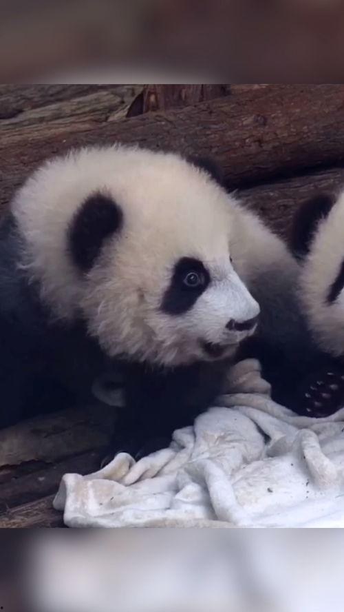 鼻涕熊吃瓜,鼻涕熊的瓜田奇遇记