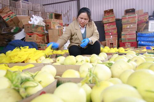 曹县网红直播吃瓜,一场接地气的网络盛宴