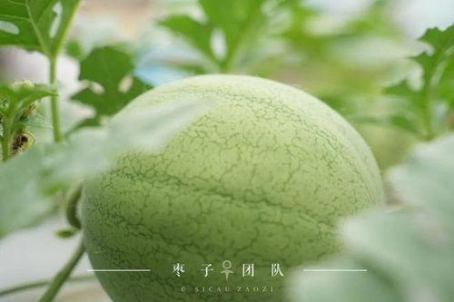 吃自己的瓜视频,揭秘“吃自己的瓜”视频背后的故事