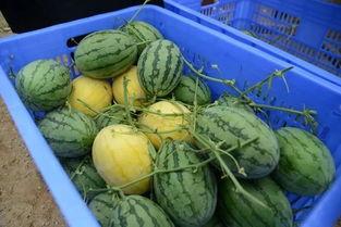 瓜阁吃瓜群,揭秘网络社交圈的“瓜田”盛景