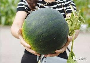 瓜阁吃瓜群,揭秘网络社交圈的“瓜田”盛景