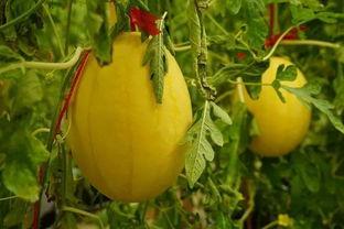 瓜阁吃瓜群,揭秘网络社交圈的“瓜田”盛景