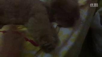 吃瓜吐血的视频,惊心动魄的视觉冲击