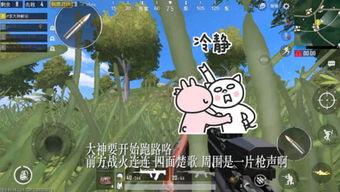 可以吃的呆瓜,可食用呆瓜的奇幻之旅