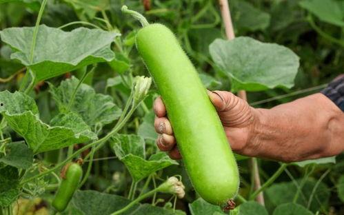 主播吃瓠瓜,趣味横生引网友热议