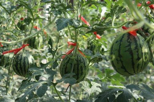 济南情侣事件吃瓜,一场网络热议的甜蜜纠葛