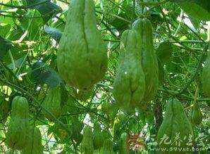 佛瓜尖怎么吃,探索美味与营养的完美结合