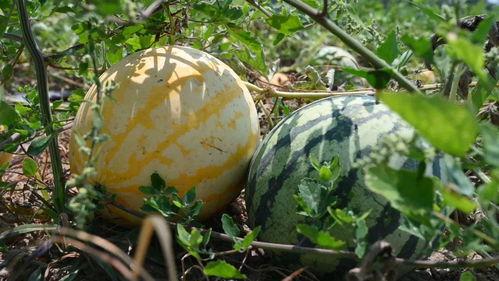 诺宝吃瓜,揭秘娱乐圈背后的那些事儿