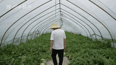 滁州吃瓜视频,揭秘当地美食文化盛宴