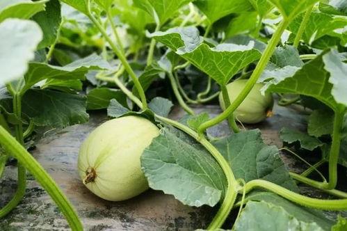 邵阳四中吃瓜,揭秘校园里的“瓜田”风云