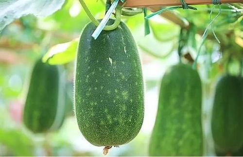 邵阳四中吃瓜,揭秘校园里的“瓜田”风云