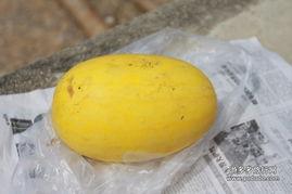 黄皮伊瓜怎么吃,黄皮伊瓜的多样食用方法探索