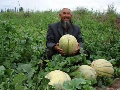 小孩吃老汉瓜,小孩吃老汉瓜，共享家族甜蜜记忆