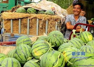 襄城吃瓜,一场别开生面的吃瓜盛宴