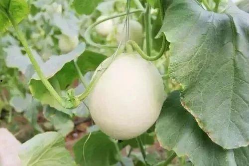 6月吃瓜热门事件,盘点本季度最热吃瓜事件大盘点