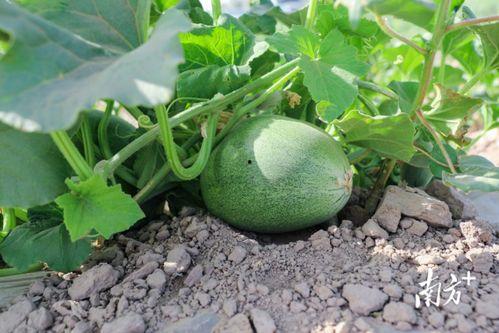 每日吃瓜必吃大瓜分享,揭秘娱乐圈大瓜，带你领略幕后风云