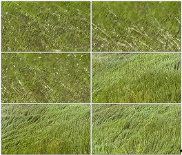 草坪视频吃瓜,吃瓜群众的欢乐盛宴