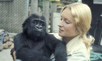 美女吃瓜像猩猩