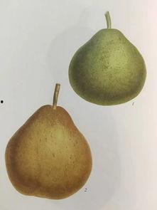 格拉吃瓜,网络红人的崛起与争议