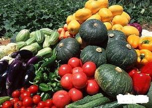 铜瓜菜怎么吃,探索家常美味新选择