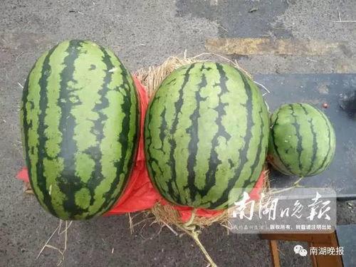 吃瓜看嘉兴,揭秘这座江南水乡的美食传奇