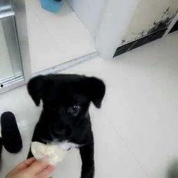 花狗吃豆瓜,一场奇妙的味蕾之旅